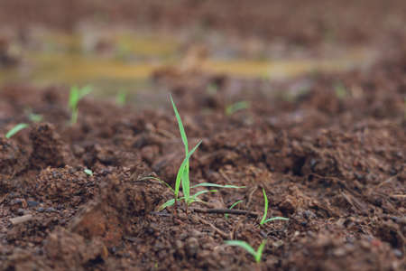The rice ears that are beginning to turn yellow are looking forward to harvest day.の写真素材