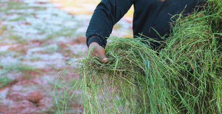 Farmers are planting Pangola grass to feed their animals.の写真素材