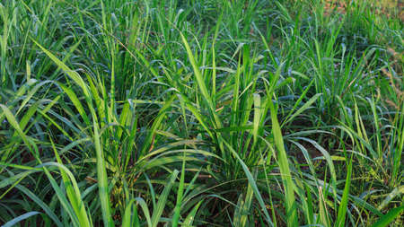 Mombasa guinea: Paspalum Maximum Cv. Mombasa: Grass for animals, buffalo grass in Thailandの写真素材