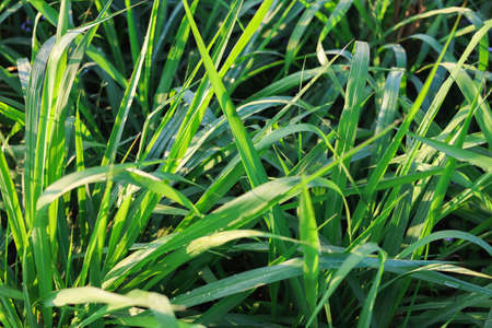 Mombasa guinea: Paspalum Maximum Cv. Mombasa: Grass for animals, buffalo grass in Thailandの写真素材