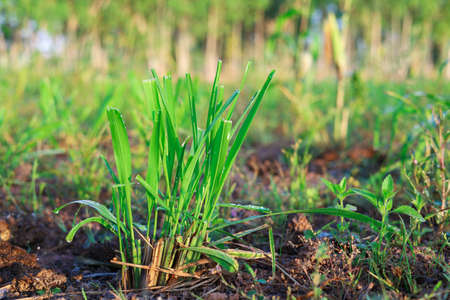 Mombasa guinea: Paspalum Maximum Cv. Mombasa: Grass for animals, buffalo grass in Thailandの写真素材