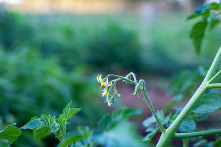 Fresh tomatoes from the tree vegetable gardenの写真素材
