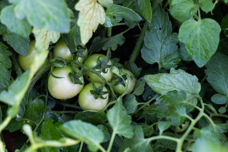 Fresh tomatoes from the tree vegetable gardenの写真素材