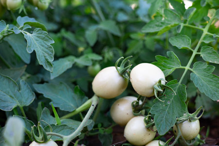 Fresh tomatoes from the tree vegetable gardenの写真素材
