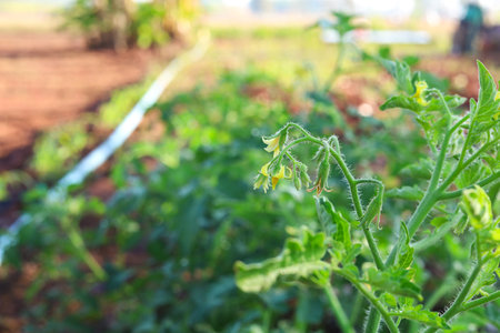 Fresh tomatoes from the tree vegetable gardenの写真素材