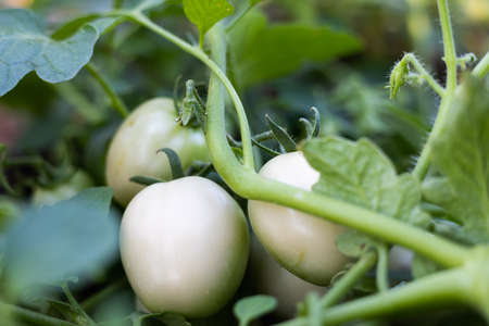 Fresh tomatoes from the tree vegetable gardenの写真素材