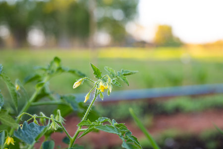 Blooming tomato plants ready to produceの写真素材