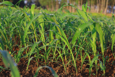 Grass Seedlings Growing Sweet Jumboの写真素材