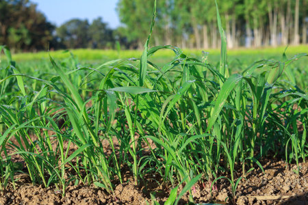 Grass Seedlings Growing Sweet Jumboの写真素材