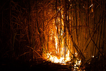 Sugar cane is burned to remove the outer leaves around the stalks before harvestingの写真素材