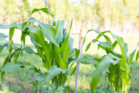 Corn plant is emerging in the garden with a drip irrigation system.の写真素材