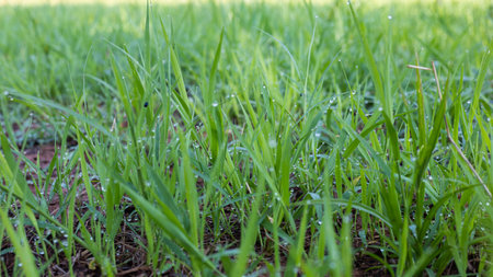 Pangola grass with mist in the morningの写真素材
