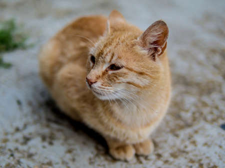 Bored catの写真素材