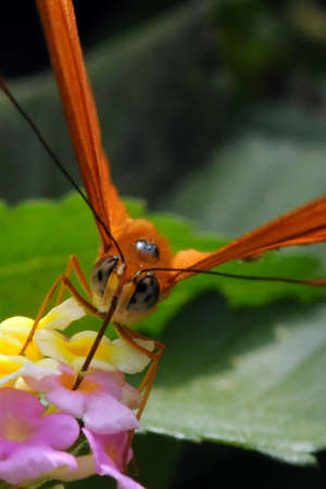 butterflyの写真素材