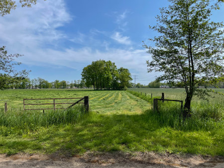 Indulge in the boundless beauty of a lush green grass field beneath the vast expanse of a blue sky, a serene paradise that soothes the soulの写真素材