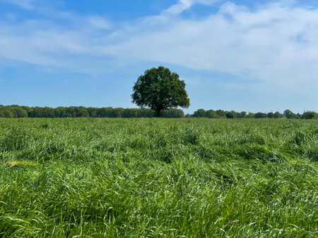 Indulge in the boundless beauty of a lush green grass field beneath the vast expanse of a blue sky, a serene paradise that soothes the soulの写真素材
