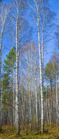 naked birchesの写真素材