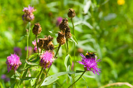 Flower 'beeの写真素材