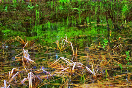 Spring sprouts appear reeds