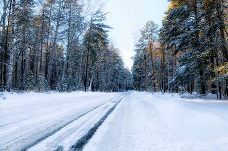 Road in forest during winterの写真素材