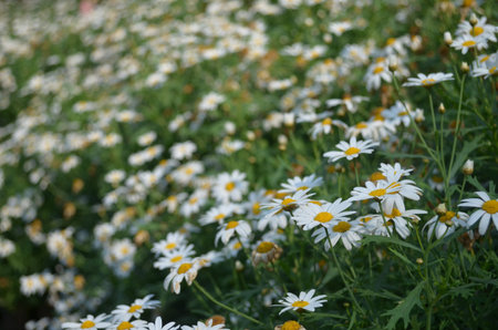 White Flowerの写真素材
