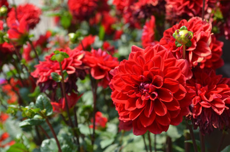 Red Flowerの写真素材