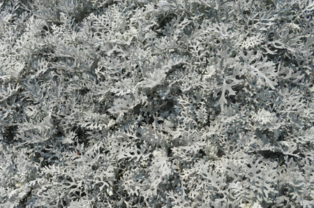 Gray Leafの写真素材