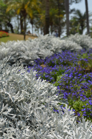 Nice Gardenの写真素材