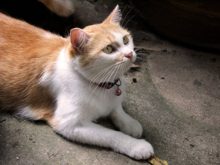 a catの写真素材