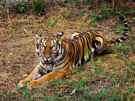 The Tigerの写真素材