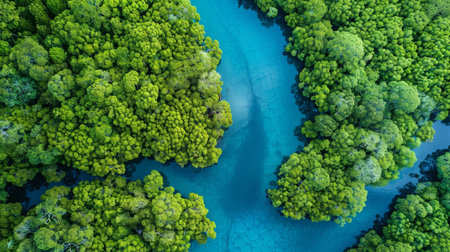 River flowing through dense green forest seen from aboveの素材