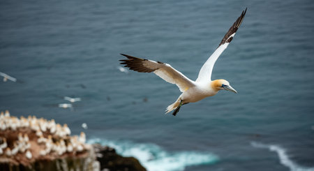 Majestic gannet soaring over coastal cliff with ocean backdropの素材