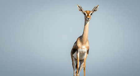 Graceful gerenuk antelope posing against clear blue sky in natural habitatの素材