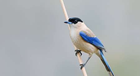 Azure-winged magpie perched on bamboo branch in tranquil natural habitatの素材