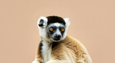 Curious lemur with golden eyes on neutral background for wildlife and nature themesの素材