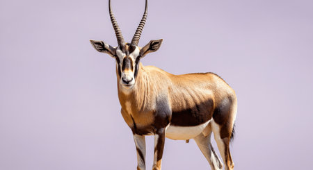 Majestic antelope standing against a soft purple sky for wildlife and nature themesの素材