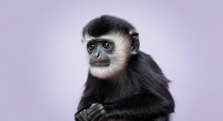 Close-up portrait of a young black-and-white colobus monkey on light purple backgroundの素材