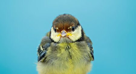 Vibrant close-up of a young bird against a bright blue background for nature and wildlife themesの素材