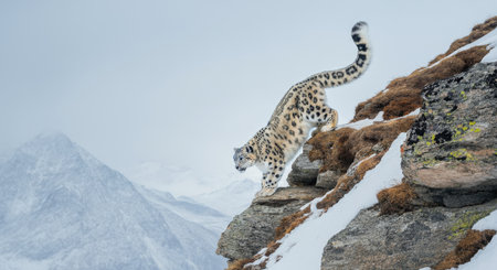 Snow leopard in majestic himalayan landscape navigating rocky terrainの素材