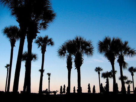 Palm trees and umbrelas in silhoutteの写真素材