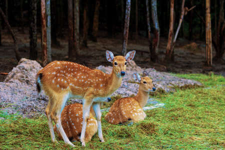 a hoofed grazing or browsing animal, with branched bony antlers that are shed annually and typically borne only by the male.の写真素材