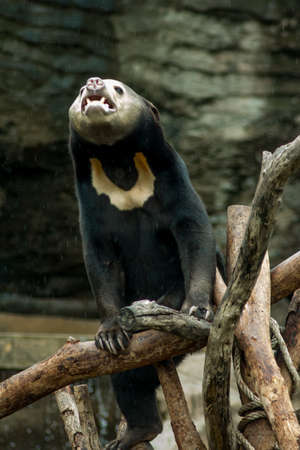 The bear is on a stick in a zoo.の写真素材