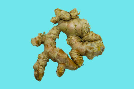 Turmeric rhizomes and powder on a blue backgroundの写真素材