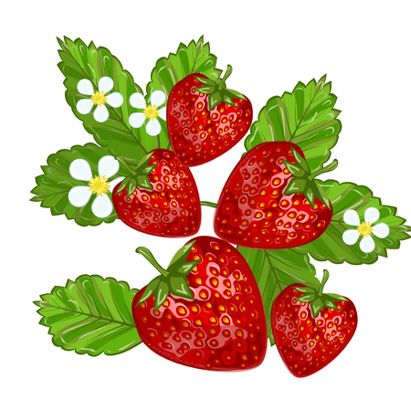 Strawberries with leaves sweet freshness healthy berry food. Isolated on white strawberry delicious health dessert. Fresh fruit red juicy strawberry nutrient refreshment organic food.のイラスト素材