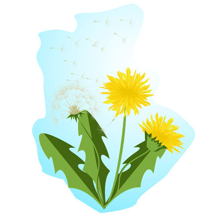 Vector illustration dandelions with leaves.のイラスト素材