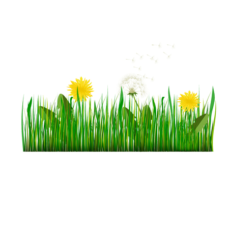 Green Grass with dandelion Vector Illustrationのイラスト素材