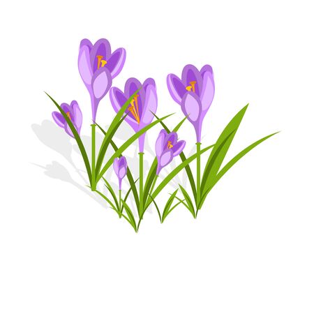 Purple crocuses in the snow vector.の写真素材