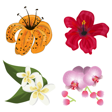 Beautiful floral design on colorful illustration.のイラスト素材
