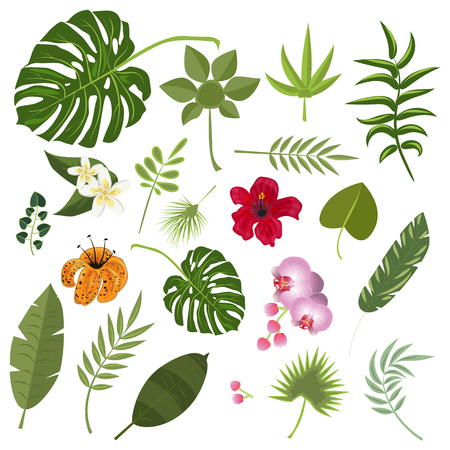 Tropical leaves and flowers.のイラスト素材
