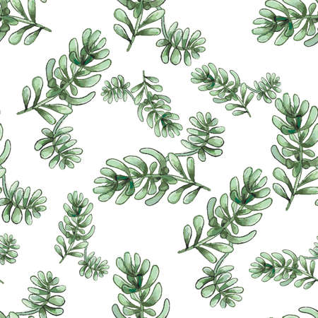 Cactus seamless pattern. Watercolor pattern of catus on white background. Green thorns Mexican succulent. Exotic cacti houseplant backgroundのイラスト素材